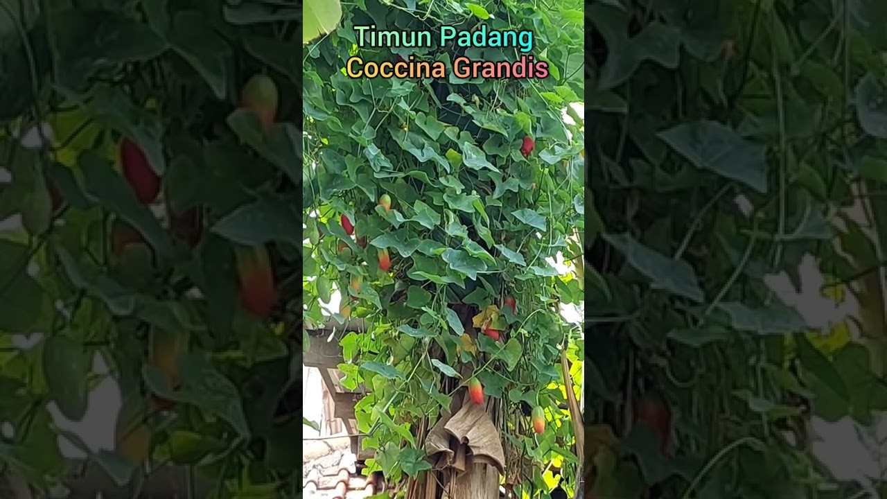 Timun Padang Coccina Grandis