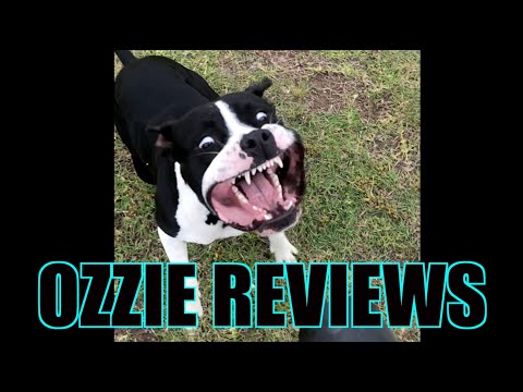 Funniest Dog Video 2021 - Must Watch for a Laugh!