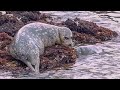 New born baby seals first swim.