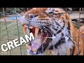 Don't watch this video if You want to see a calmed down tiger