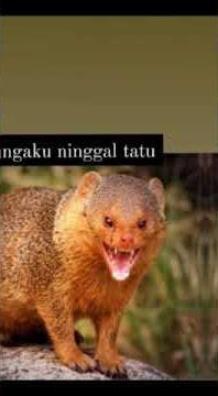 Story WA -Crito loro- versi garangan
