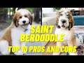 Saint Berdoodle - The Pros and Cons of The Saint Berdoodle Dog