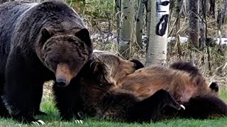 Becoming the grizzly bear other bears avoid.