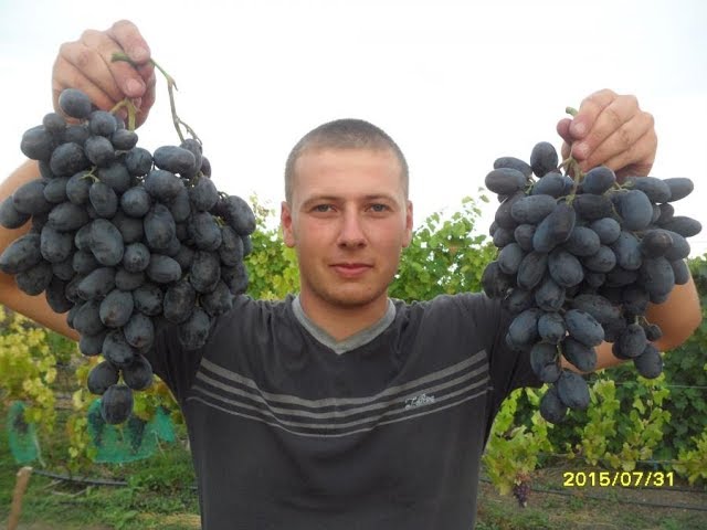 Виноград (Руслан) ранний гибрид