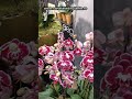 Phalaenopsis - Orhidee de molii part 4 #plante # #nature # #horticultura #orhidee #agricultura