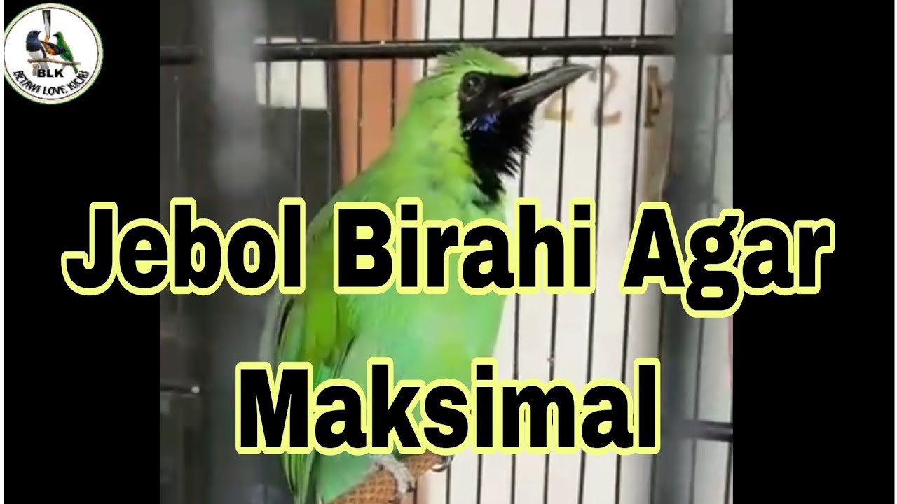 jebol birahi cucak ijo agar maksimal di gantangan