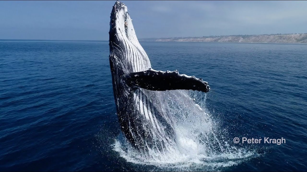 Drone video of whales, sharks and poppy bloom