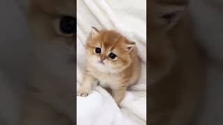 cutte Litten kiten