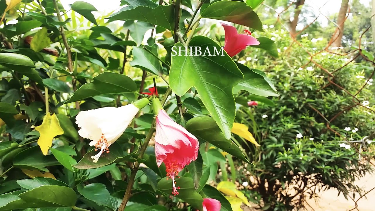 Hibiscus Flower Blooming Time Lapse DREAMPHOTOGRAPHY Videography