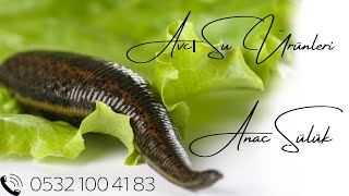 Anaç Sülük Hirudo Verbana Cinsi. Avcı Su Ürünleri Ülük 0532 100 41 83