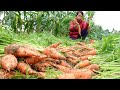 Growing and harvesting carrots high yield  mrs nhung  country life