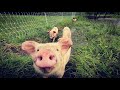 The Thing We Hate Most About Homesteading/Farming | Pig Update!