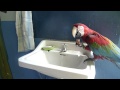 Parrot genius