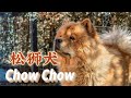 狗狗特辑 EP 15 松狮犬 Chow Chow 【曾经】可食用犬种｜【很有性格的狗】｜【恶灵的敌人】