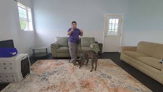 Dori’s Week 2 Board & Train | Leave It Training for Reactivity & Impulse Control