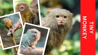 The Pygmy Marmoset or Dwarf Monkey Lifespan #shorts