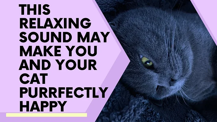 Watch the video about 1 Hour of Cat Purring & Birds Chirping | The purrfect Sound for you and your cat to relax too!