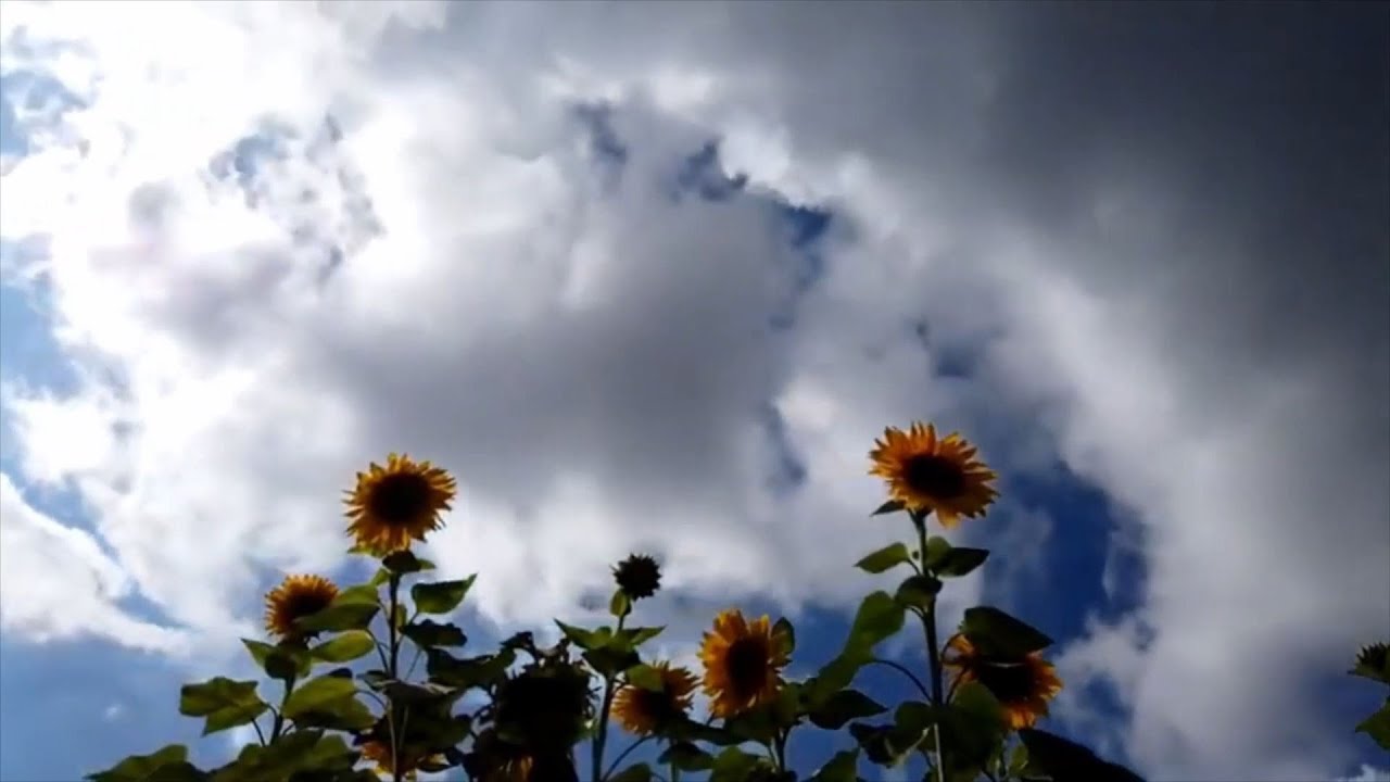 Neele Neele Ambar   Cover by Punit Kumar Trivedi