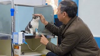 Even The Coolest Cats Become Kittens At The Vet Funny Cat Video