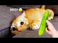 面白い猫や犬があなたを涙が出るほど笑わせます 😂