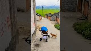 Download Mp3 untung ada anjing 😱😱  #asmr #funny #adventure #dog #nature #cute Gudang lagu Download Mp3 untung ada anjing 😱😱  #asmr #funny #adventure #dog #nature #cute