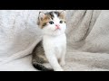 Kitten Fifi is finally out of the box