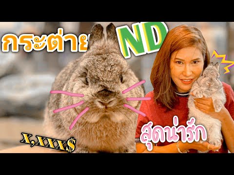 รีวิวสายพันธุ์กระต่ายND(Netherland Dwarf)บอกหมดเปลือก!!!|สายพันธุ์กระต่ายEp.1