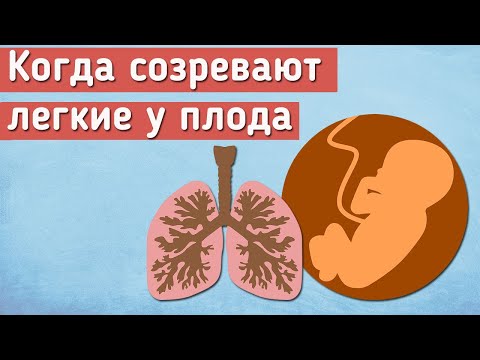 Когда созревают легкие у плода?