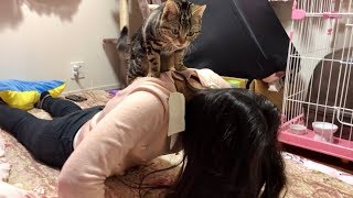 妹の筋トレ中にテンションが上がって邪魔しに来てしまった猫ｗ
