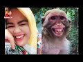 Fake Tiger Prank dog vs Tiger VS Can not stop laugh   So Funny Videos   RoSeak Zin