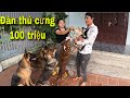 Đàn Chó 100 Triệu Của Sư Phụ Săn Bắt Ẩm Thực Vùng Cao | Tường Vy Vlog