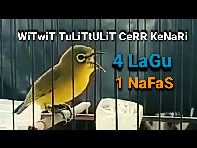 PLECI NEMBAK PANJANG 1 NAFAS 4 LAGU,SANGAT COCOK UNTUK MASTERAN G12 || JOKEN - FAUZI NV88 class=