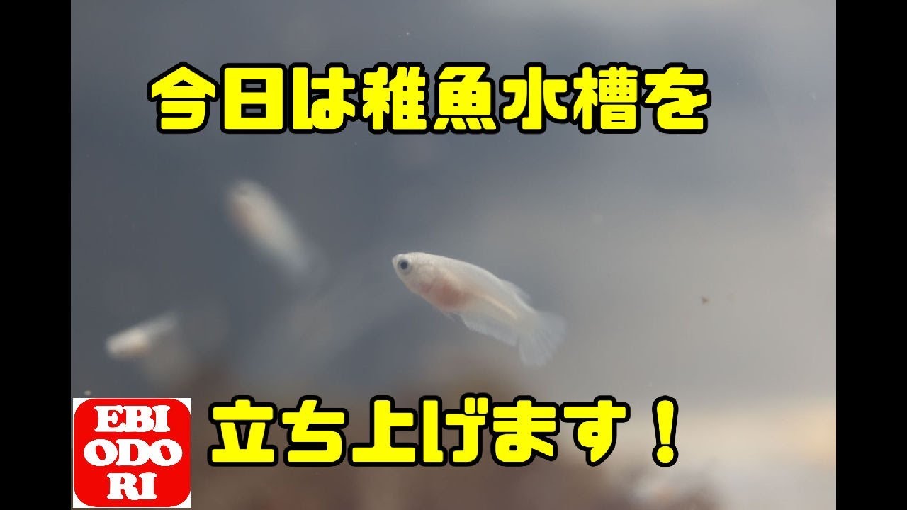 アクアリウム ベタ稚魚水槽立ち上げます Youtube