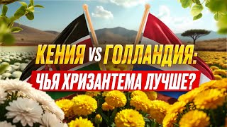видео: Кенийская хризантема: стоит ли брать вместо Голландии? | Плантация Lenana Flowers | Кения картинка: Кенийская хризантема: стоит ли брать вместо Голландии? | Плантация Lenana Flowers | Кения
