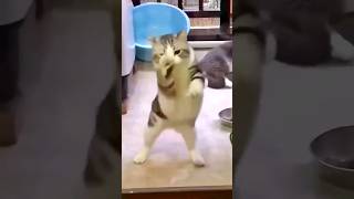 Super Cute Cat n Dog Dance 🐶😻😍