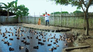 Amazing Modern Duck Farming  Freeranging Hundreds of DUCK BREEDERS! Basic guide for beginners!