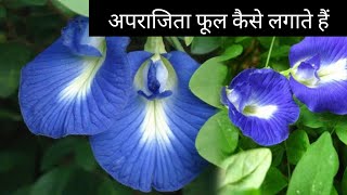 अपराजिता फूल कैसे लगाए, How to grow Aprajita Flower | Mummy Papa Daily Vlog