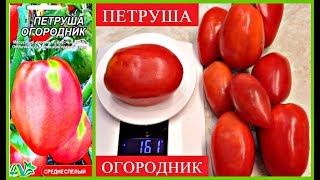 ЭТО СУПЕР УРОЖАЙНЫЕ ТОМАТЫ *ПЕТРУША-ОГОРОДНИК*  ОБЗОР МОЕГО УРОЖАЯ