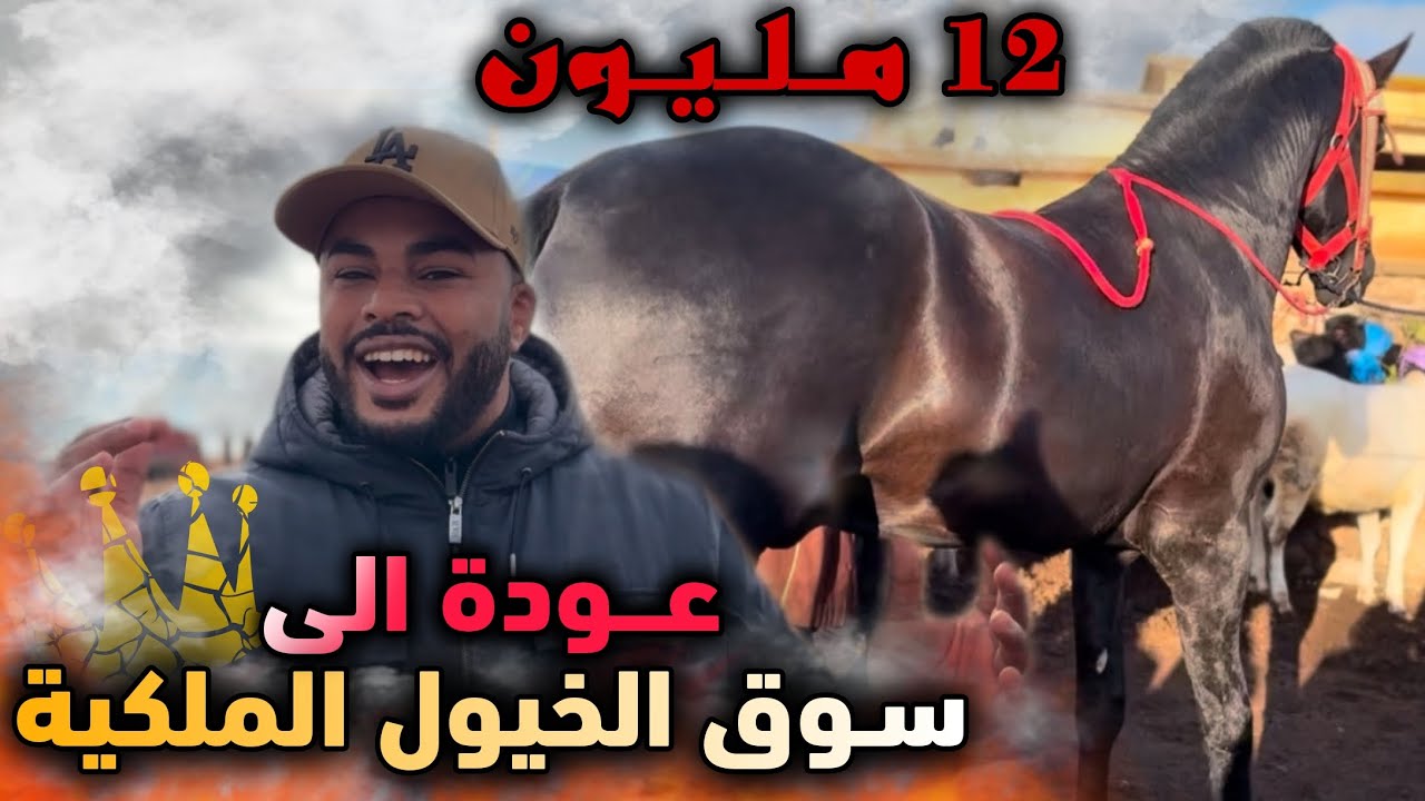 أخـيـراً رجعنا لسوق لقفاف خيول ملكية ❤️🥇عود تعطات فيه 12 مليون مولاه طالب 15… واش أحسن سوق ولا لا ؟؟