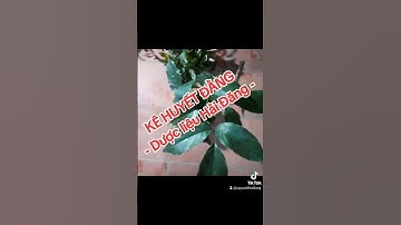 KÊ HUYẾT ĐẰNG- Dược liệu Hải Đăng - #kehuyetdang #comau #caycomau #vuonhaidang