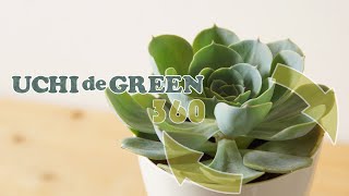 抑圧できなかった七福神 | ウチデグリーン | UCHI de GREEN