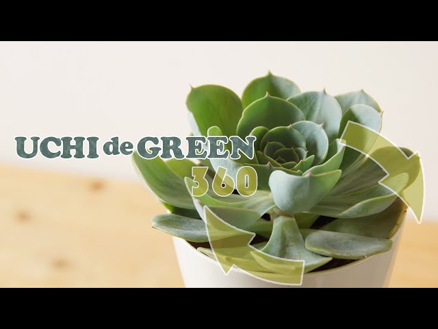 七福神をご紹介します | UCHI de GREEN (ウチデグリーン） - YouTube