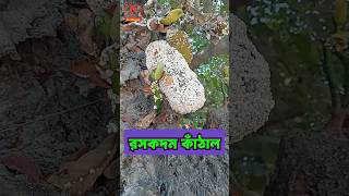 Roskodom Kathal রসকদম কঠল Hj Rubel এইচ জ রবল