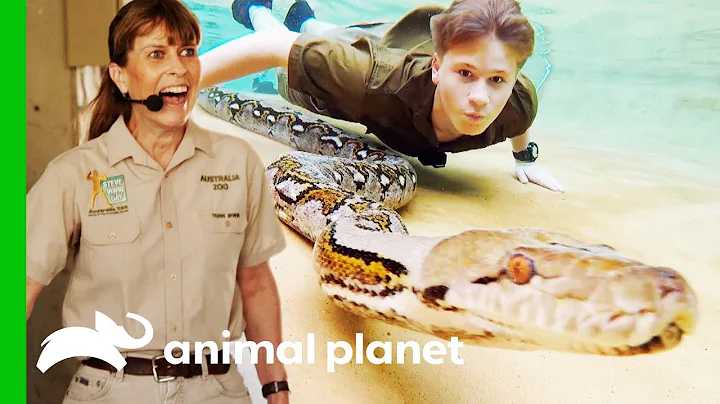 Robert Irwin Swims With A Reticulated Python For The First Time | Crikey! It's The Irwins