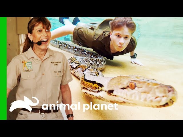 Robert Irwin Swims With A Reticulated Python For The First Time | Crikey! It's The Irwins class=