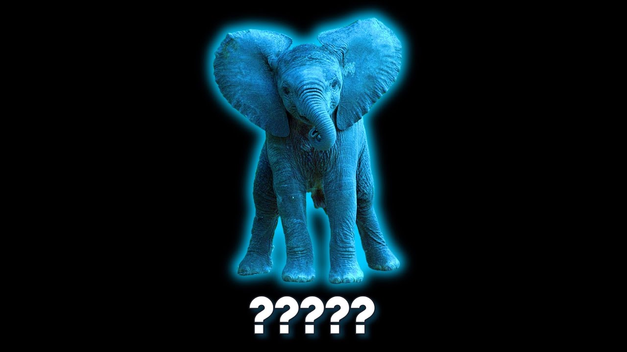 20 Baby Elephant Sound Variations in 60 Seconds YouTube
