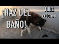 como entrenar UN PERRO a IR AL BAÑO donde quieras - MartGon