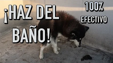 ¿Cuánto tardan los cachorros en aprender a ir al baño?