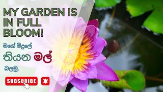 Early April 2025 Spring Garden Tour|| Best houseplants to grow without care | Flowers in Full Bloom!