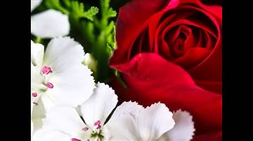 الشيخ عبدالودود حنيف سورة ( الماعون)